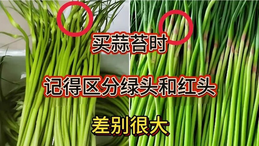 买蒜苔时记得区分绿头和红头，差别很大