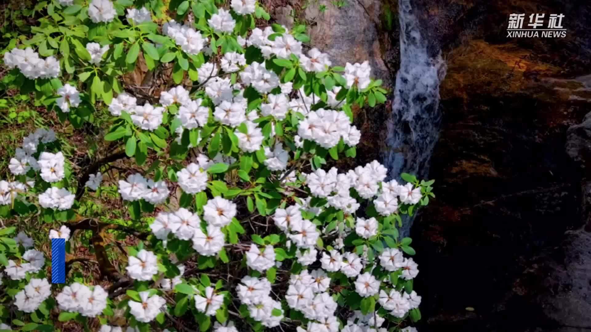 陕西西安：高山杜鹃迎来盛放期