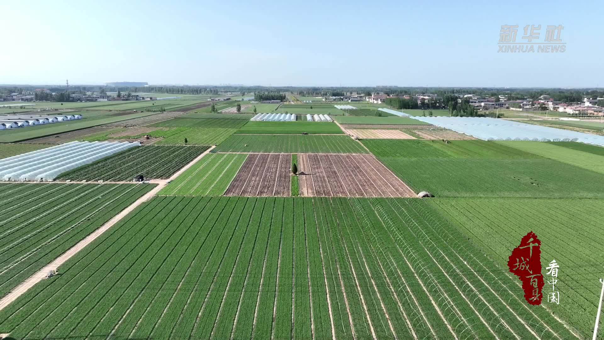 千城百县看中国｜河北临漳：“放心韭菜”香飘四方