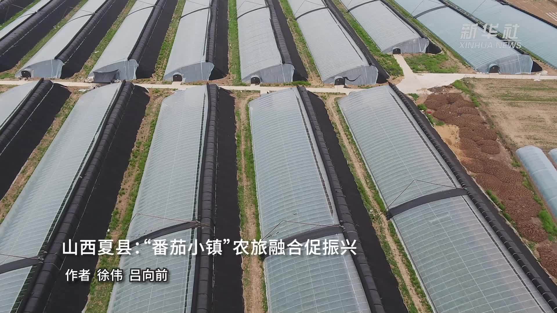 山西夏县：“番茄小镇”农旅融合促振兴