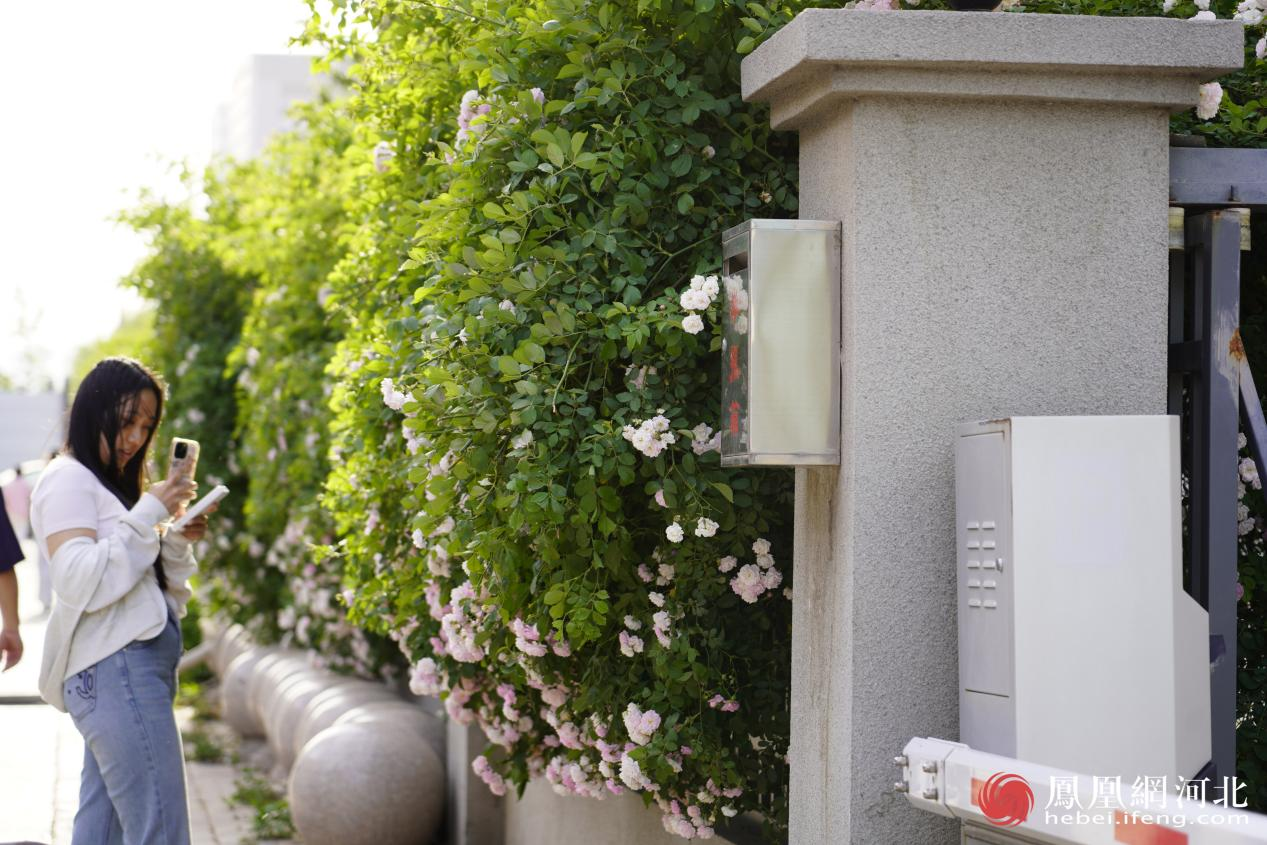 花下拍照的市民