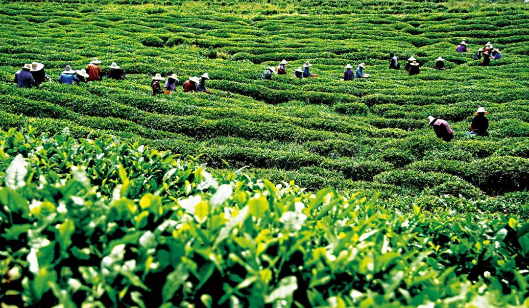 黄龙岘茶文化村