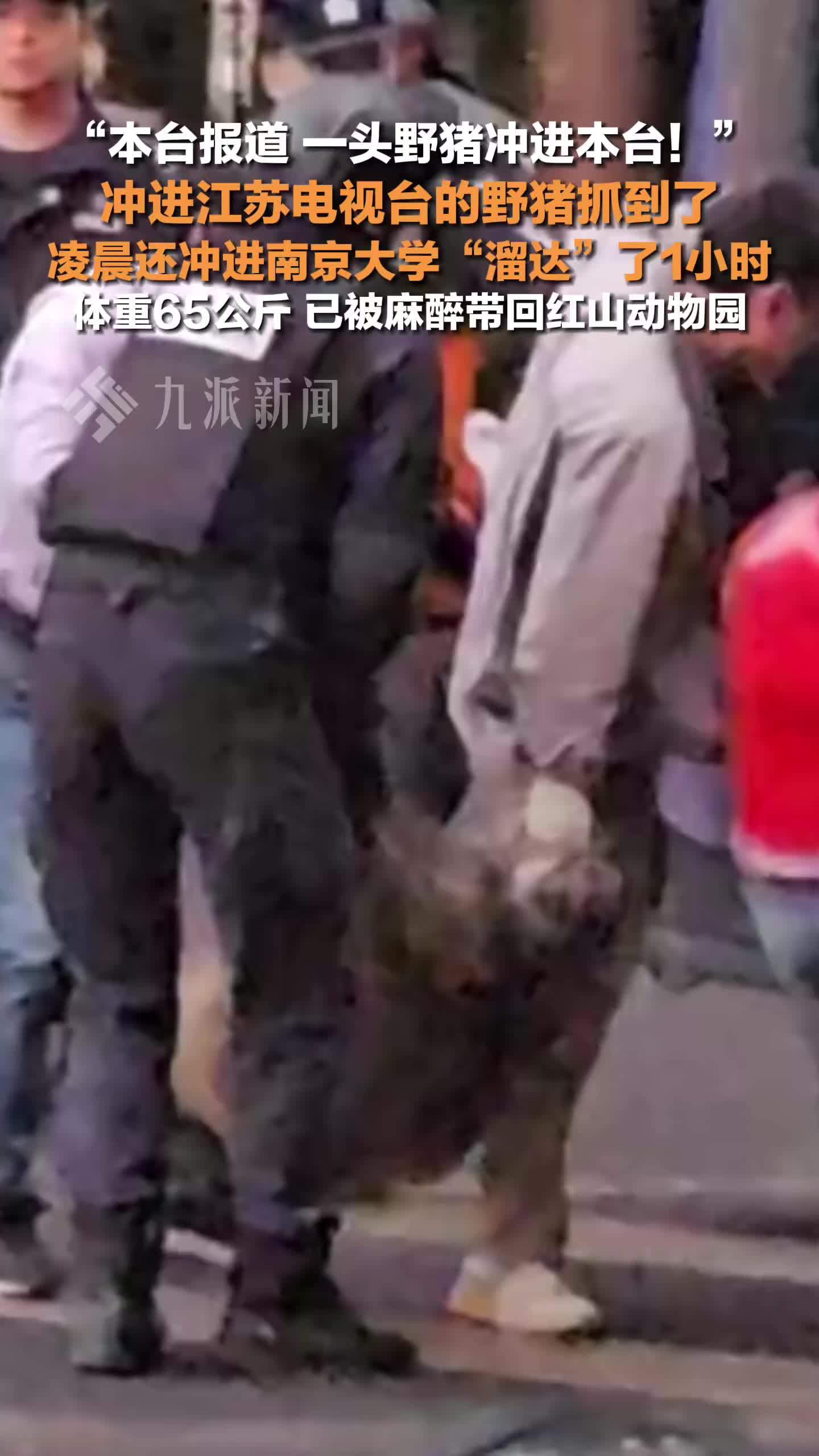 冲进江苏电视台的野猪被抓到了，已被麻醉带回红山动物园