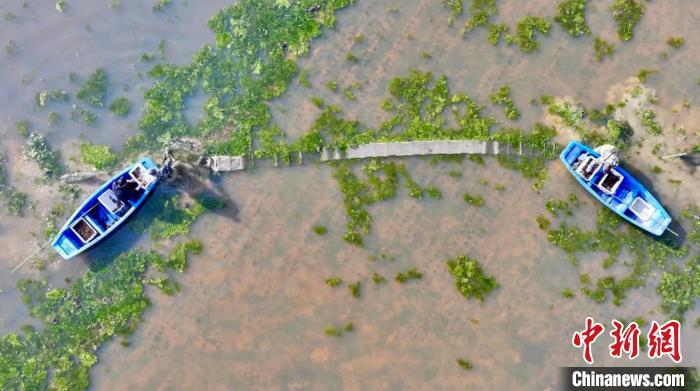 图为航拍江西省南昌市新建区铁河乡稻虾养殖基地。贺登毅 摄