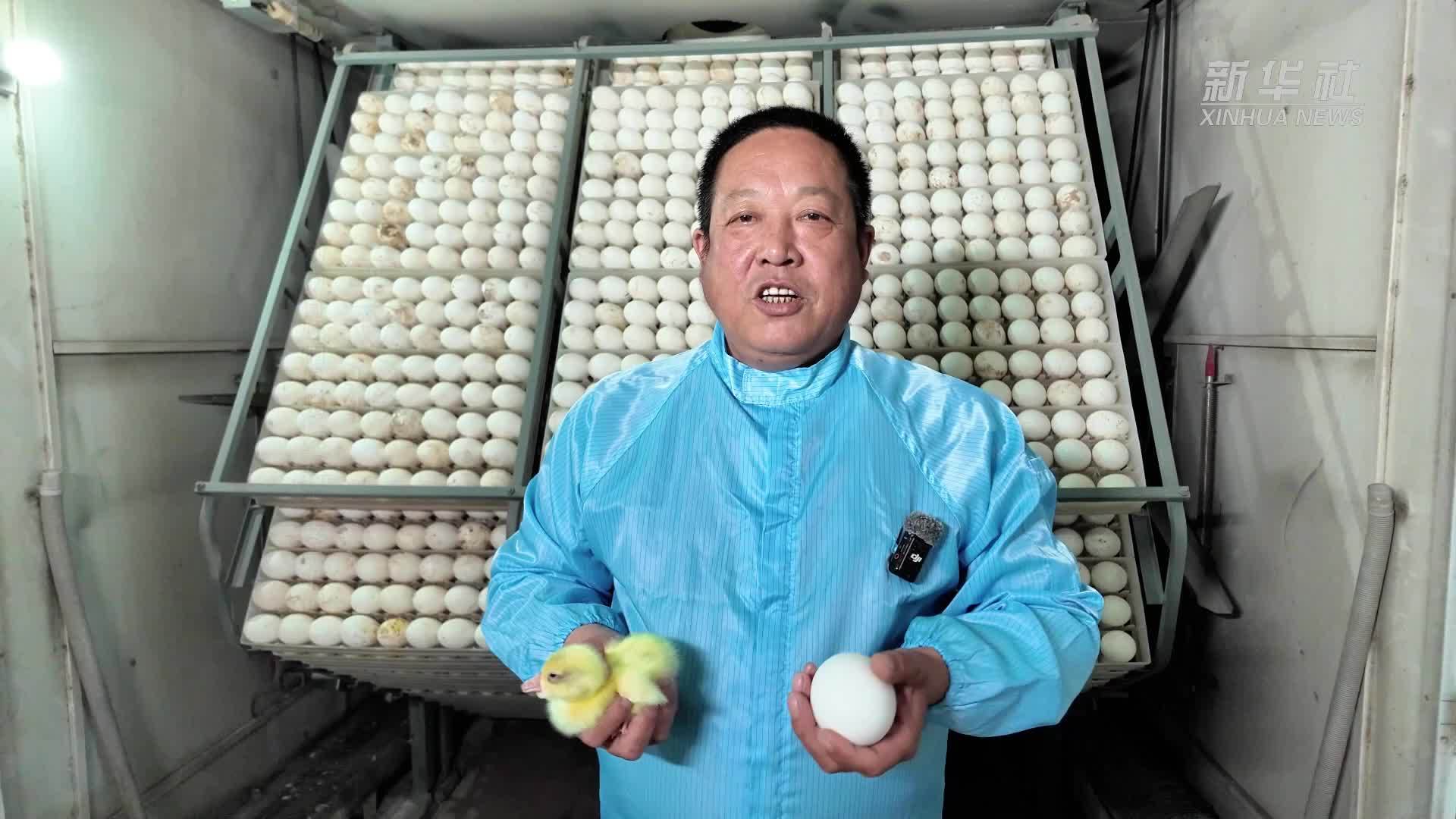 小村“鹅鹅鹅”叫响亿元“萌经济”