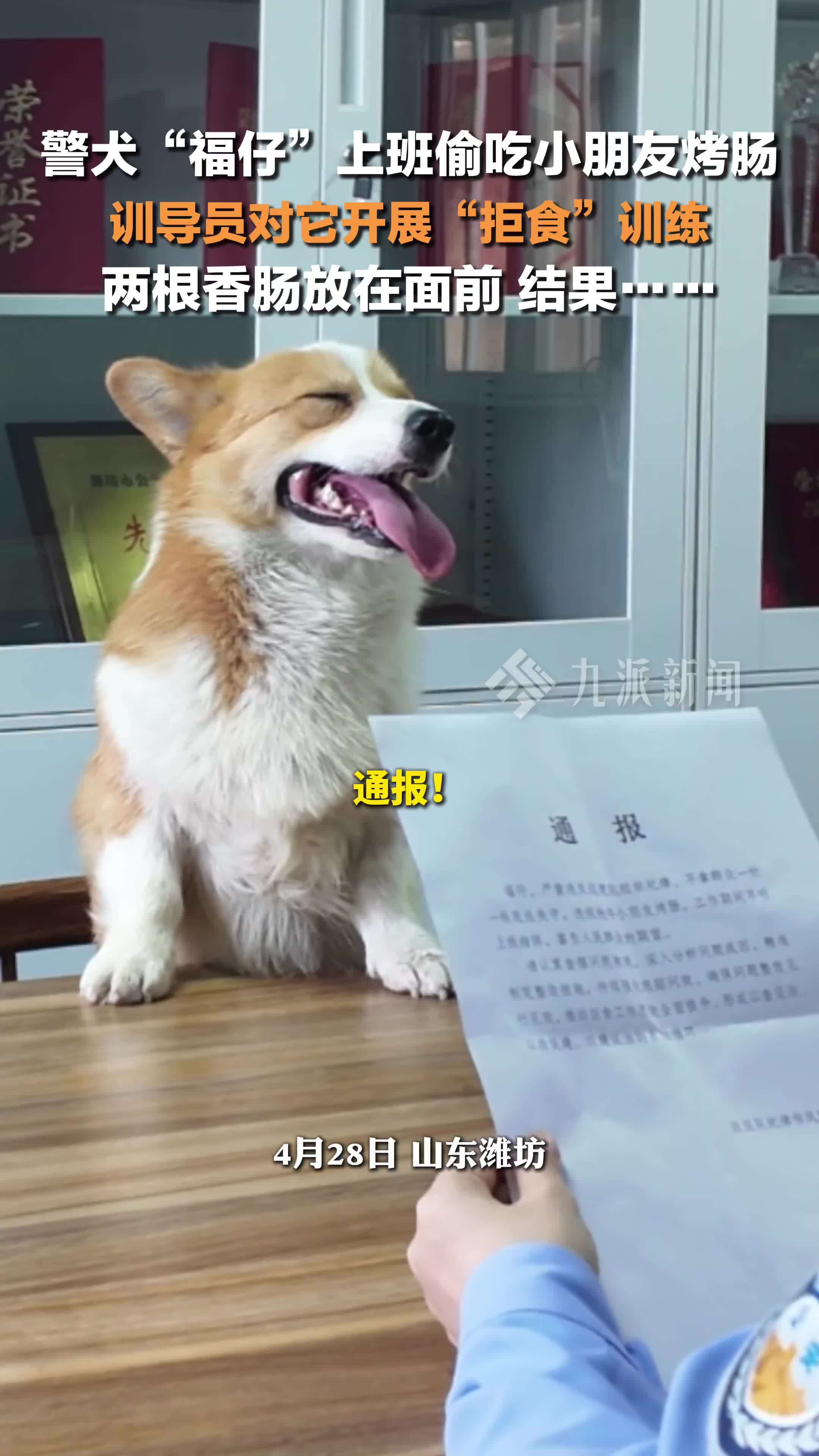 警犬福仔偷吃小朋友烤肠后续来了：训导员对福仔开展拒食训练，训练失败……