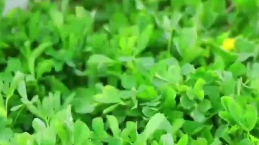 摘一把苜蓿　咬一口春天