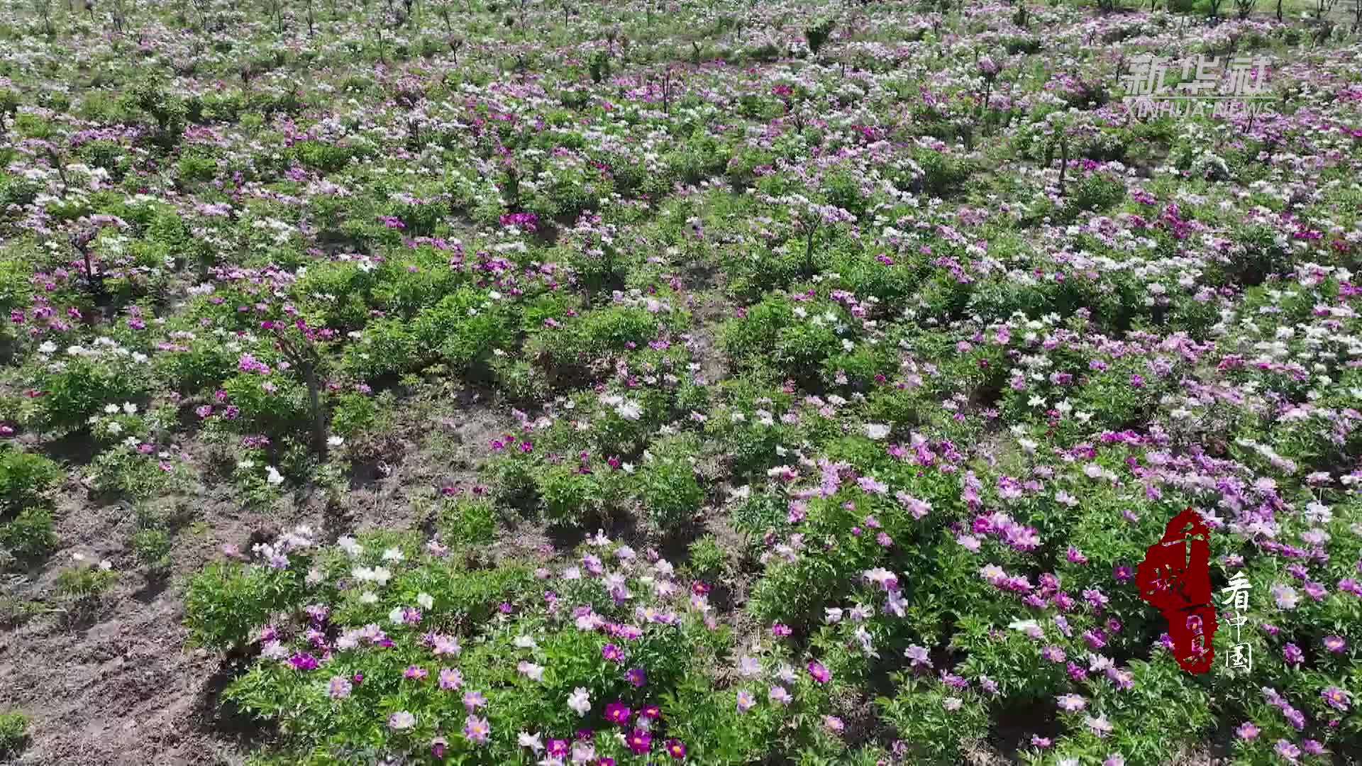 千城百县看中国｜山东定陶：芍药开出烂漫花海