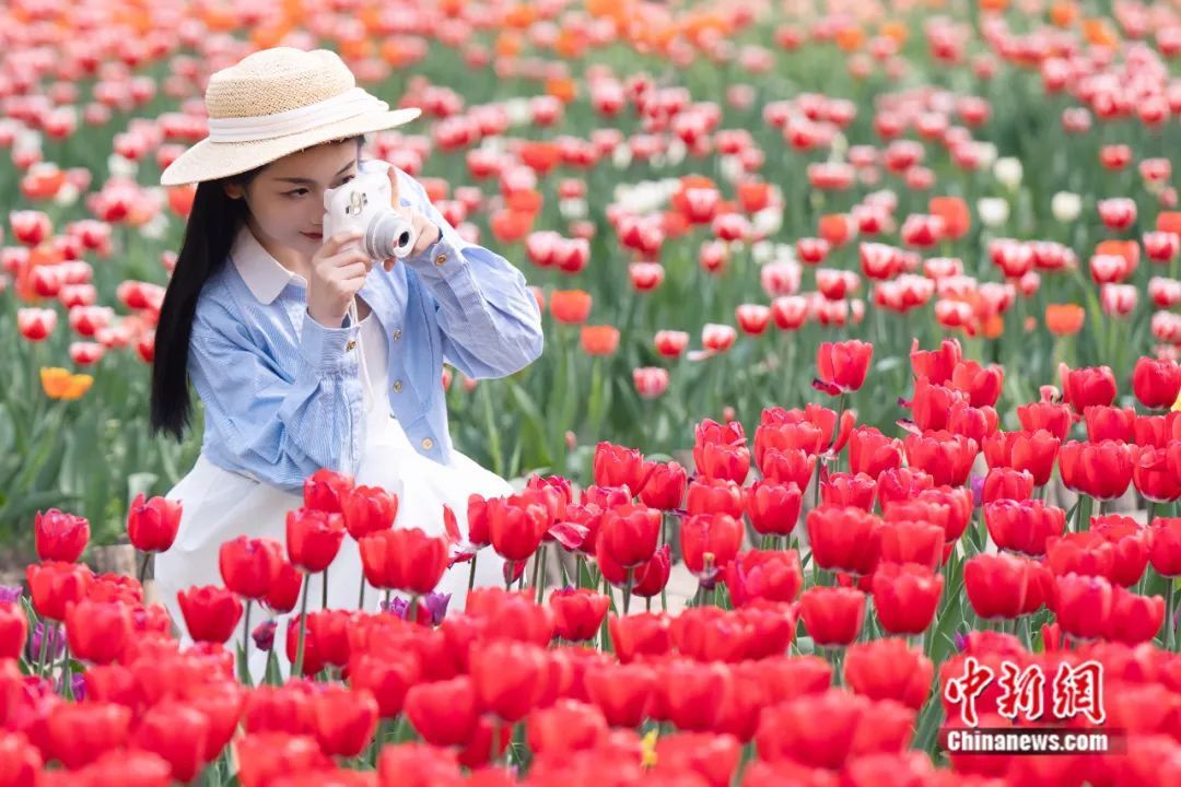 胶州植物园郁金香盛开，吸引游客踏春游玩。胶州市委宣传部供图