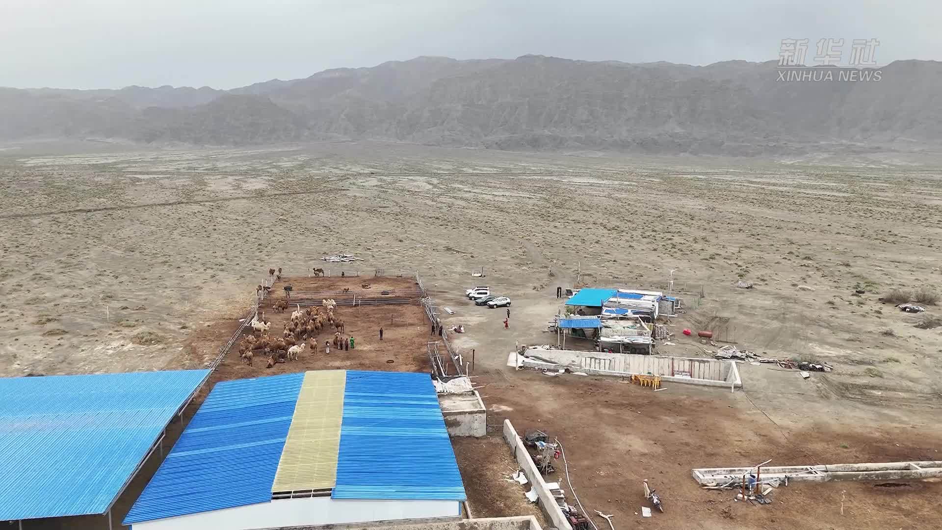 新疆巴州：戈壁滩上万峰骆驼“换新装”