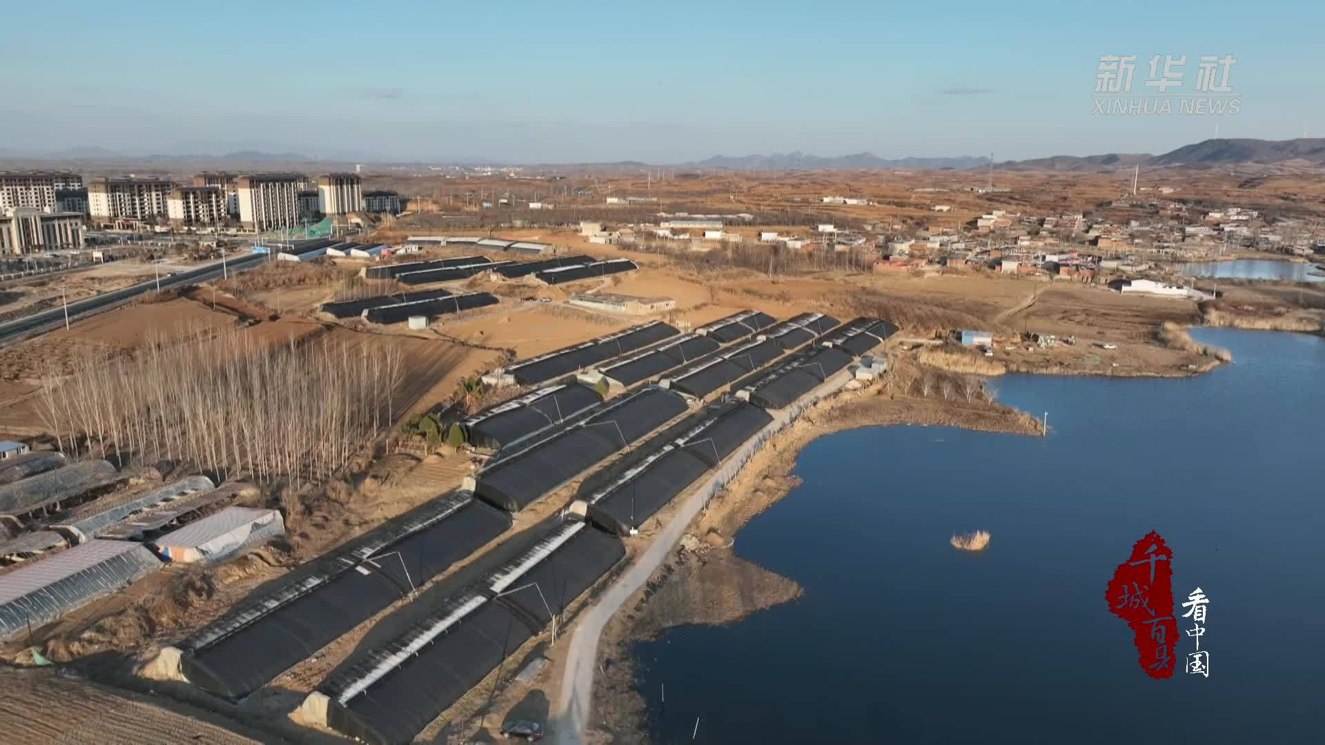 千城百县看中国｜河北卢龙：羊肚菌种植促农增收