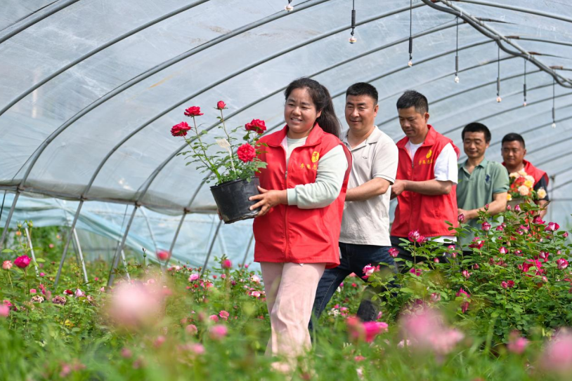 花厅社区为何长红？解码睢宁“月季江湖”破局之路
