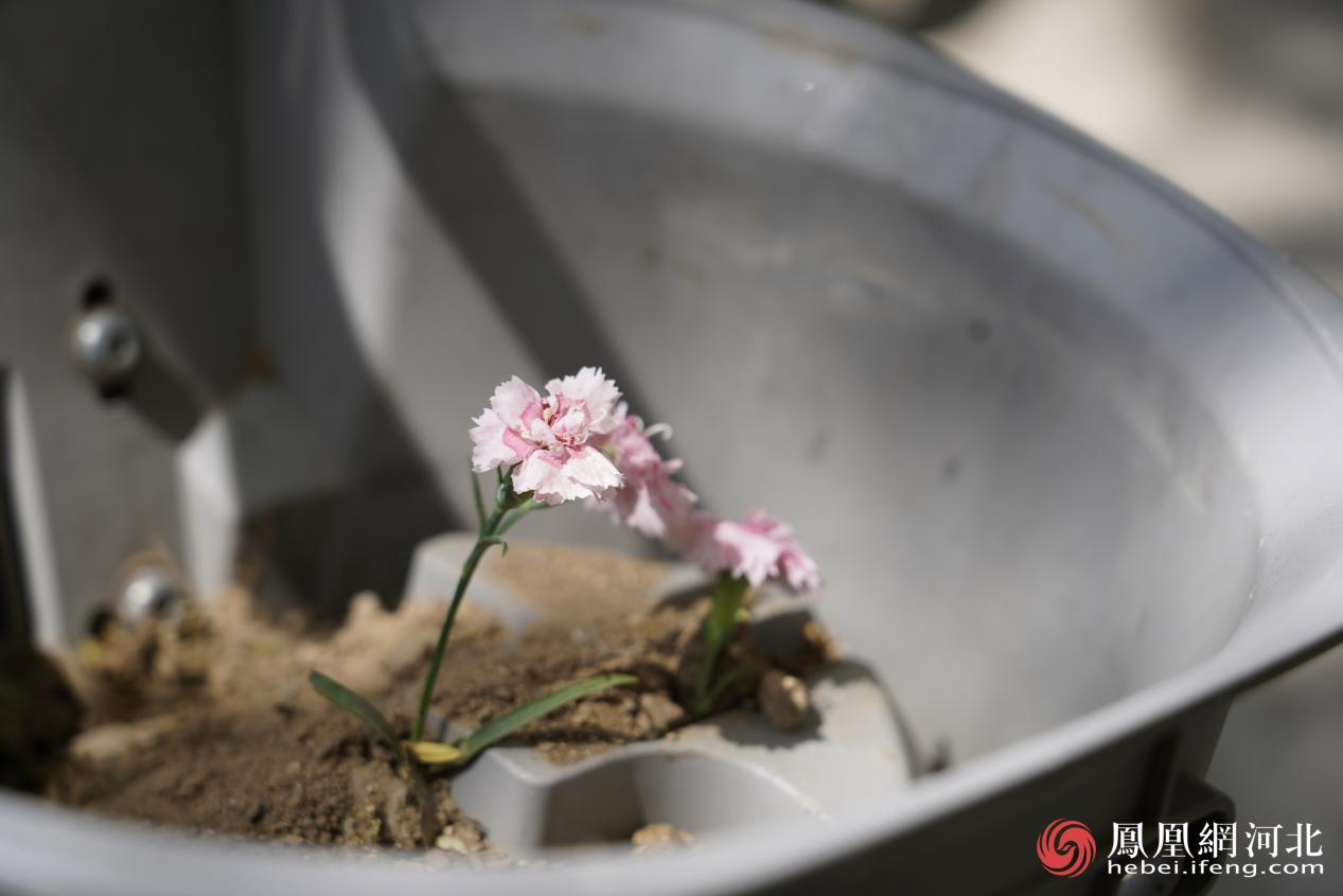 车筐里的花