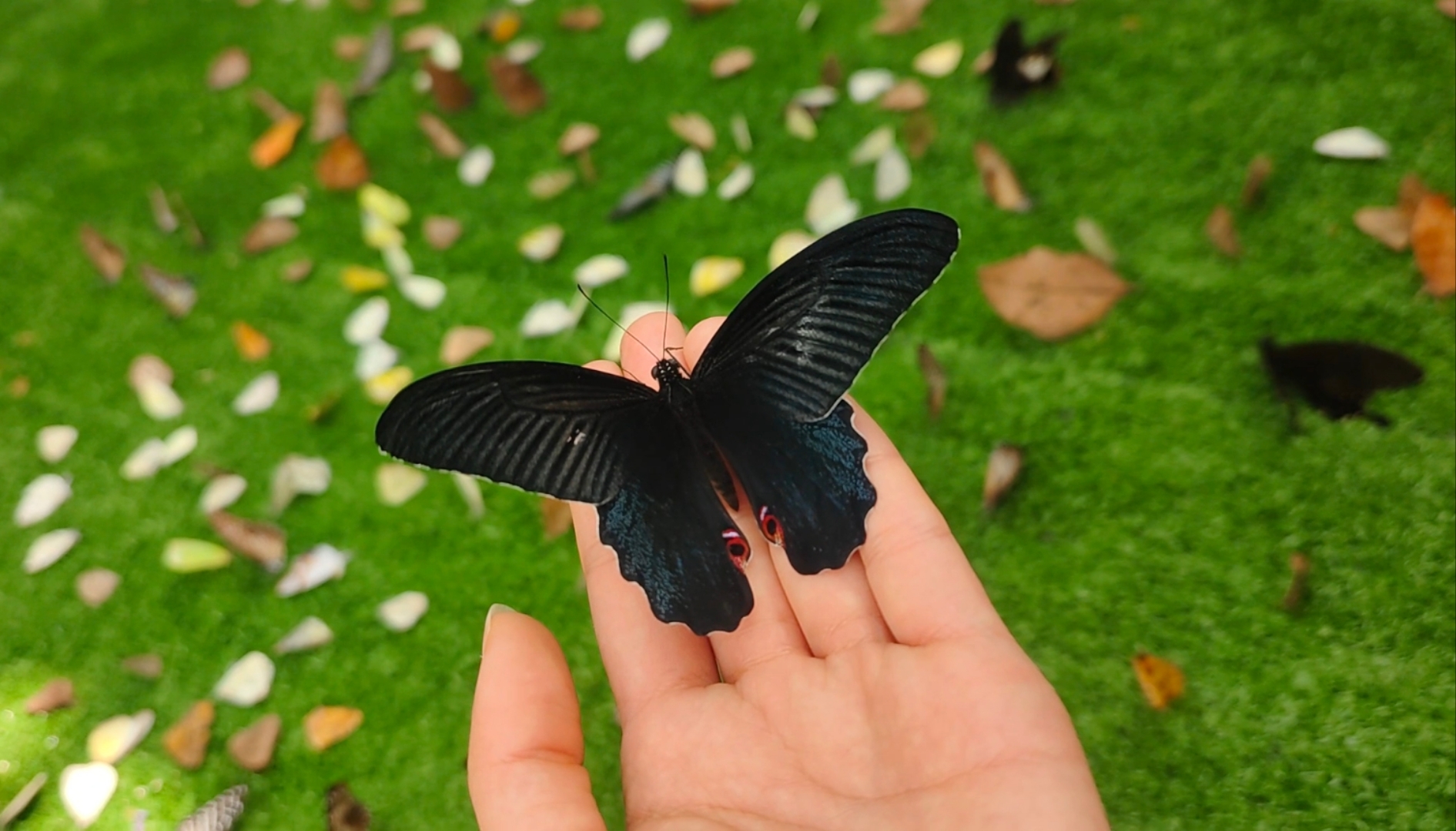 “五一”假期青岛世博园“趣”玩指南！ 绝美芝樱花海+萌宠互动+植物探秘…即刻出发！