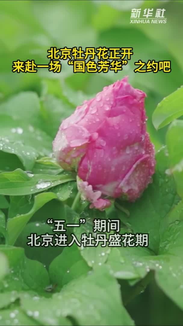 秀我中国｜北京牡丹花正开 来赴一场“国色芳华”之约吧