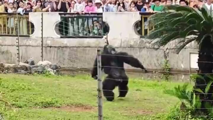 网红猩猩扔石头砸伤游客，南宁文旅：正调查场地里为何会有石头