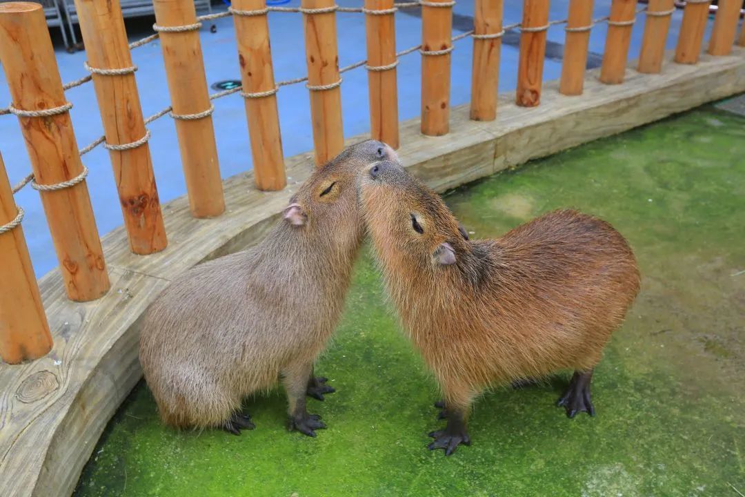 “五一”假期青岛世博园“趣”玩指南！ 绝美芝樱花海+萌宠互动+植物探秘…即刻出发！