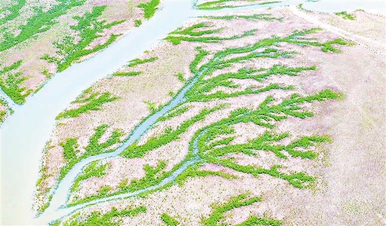 鄱阳湖都昌水域滩涂湿地现“潮汐树”景观（图）