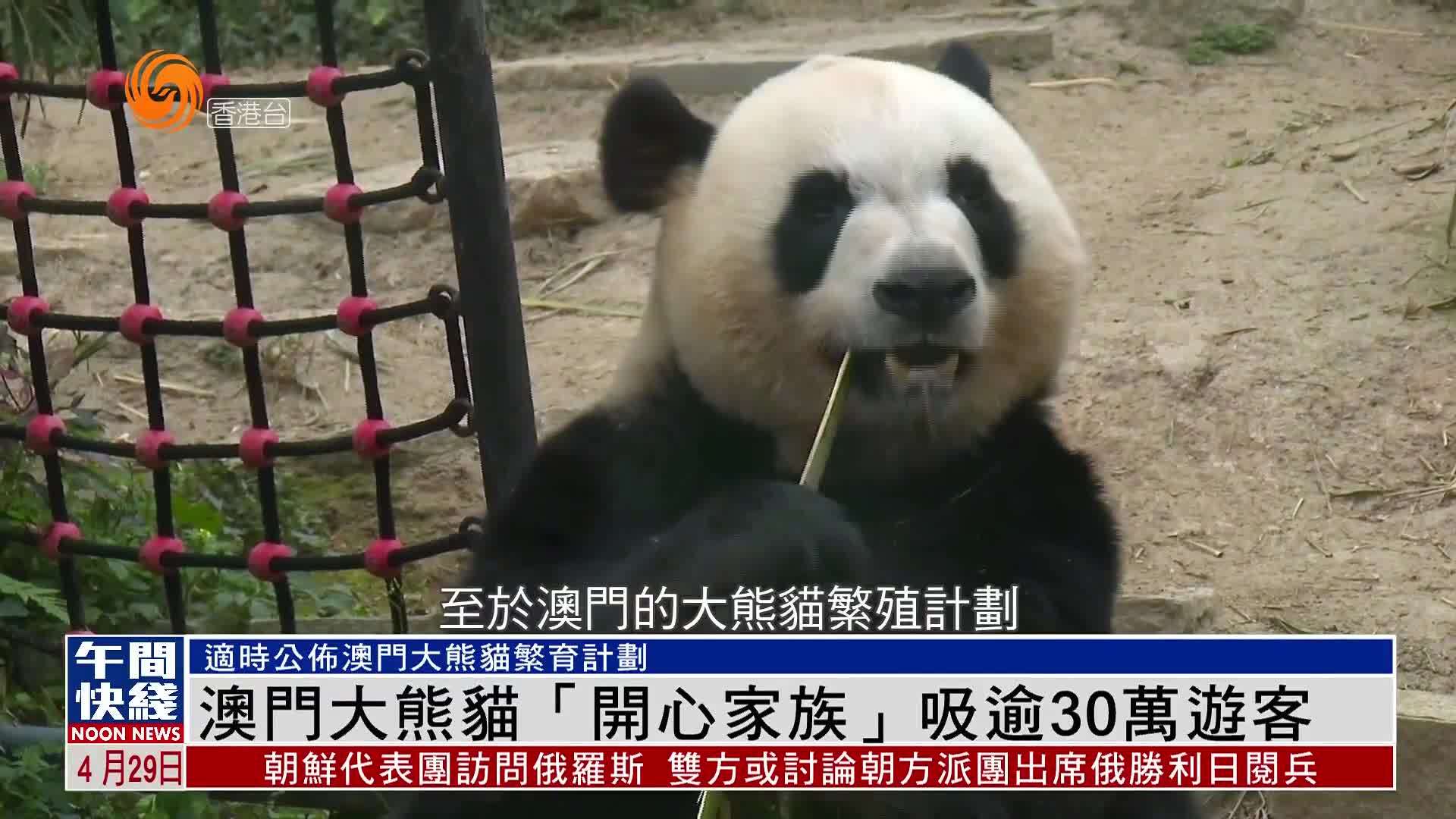 粤语报道｜澳门大熊猫“开心家族”2024年吸逾30万游客