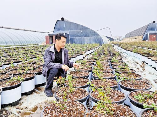 5月1日下午，北京新发地助力乡村振兴（冀州）示范园区，李军在大田里查看蓝莓秧苗长势。 本报记者 焦磊摄