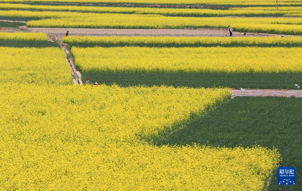 4月25日，在位于黄土高原的甘肃省天水市武山县，农民在油菜花田旁劳作。新华社发（王克贤　摄）