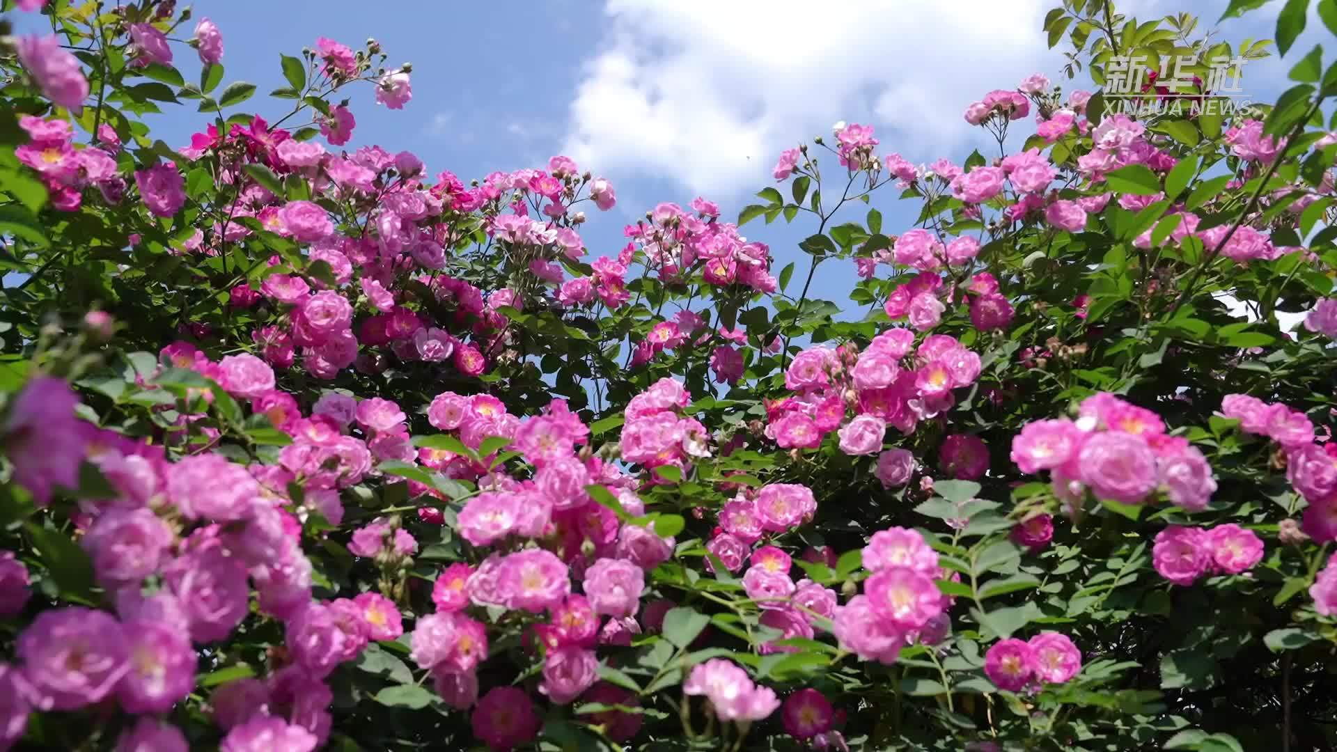 安徽黄山：月季花开醉游人