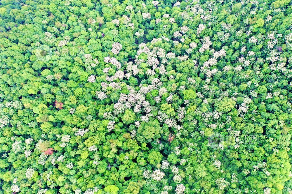 2025年5月6日，江西省吉安市峽江縣玉笥養生谷景區，漫山遍野的油桐花綻放枝頭，宛如白雪飄落在叢林間，風景美如畫。