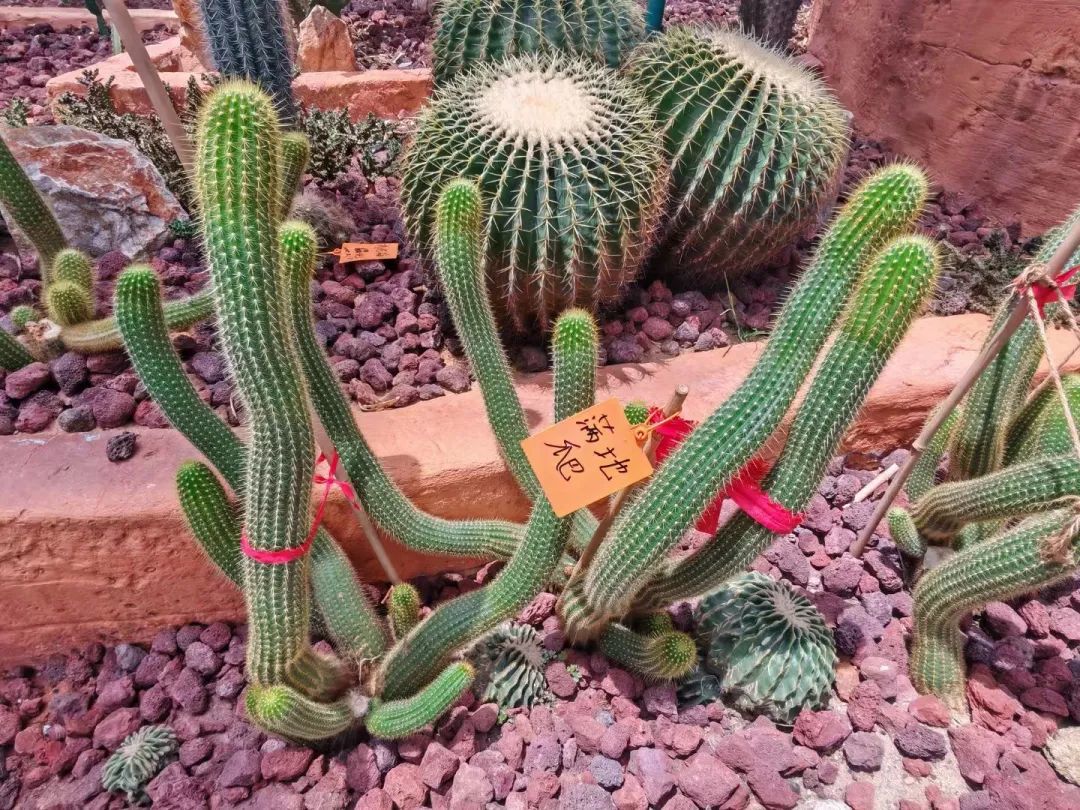 四馆五一春意盎然，“江报树”吐故纳新生机勃勃