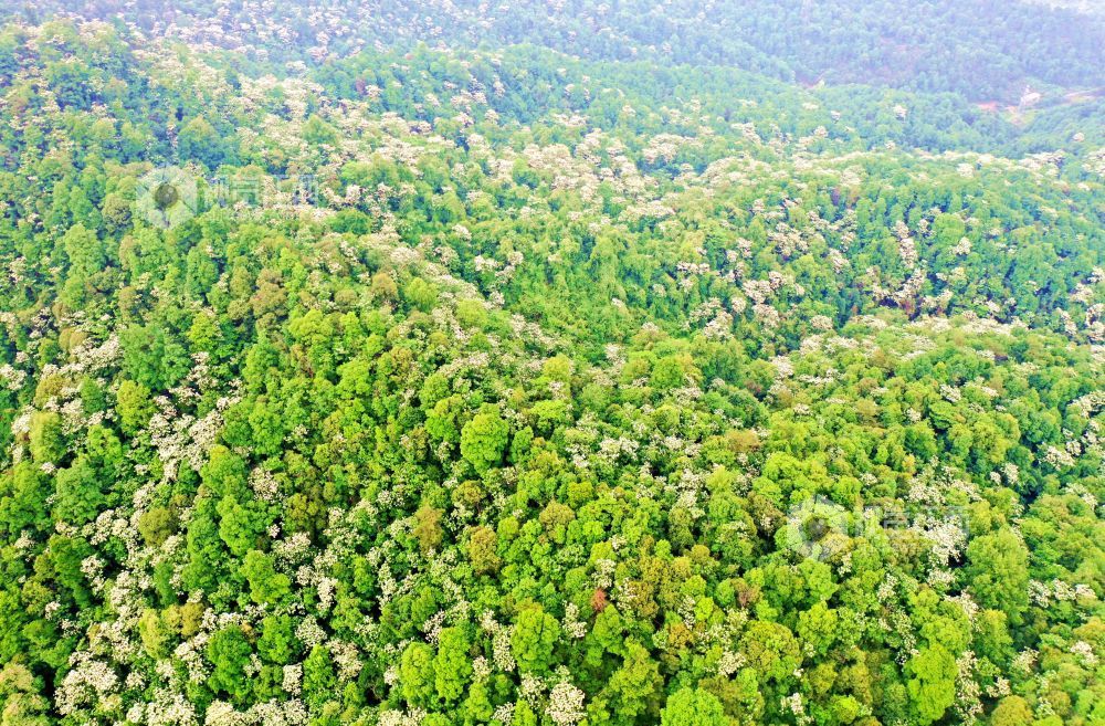 2025年5月6日，江西省吉安市峽江縣玉笥養生谷景區，漫山遍野的油桐花綻放枝頭，宛如白雪飄落在叢林間，風景美如畫。