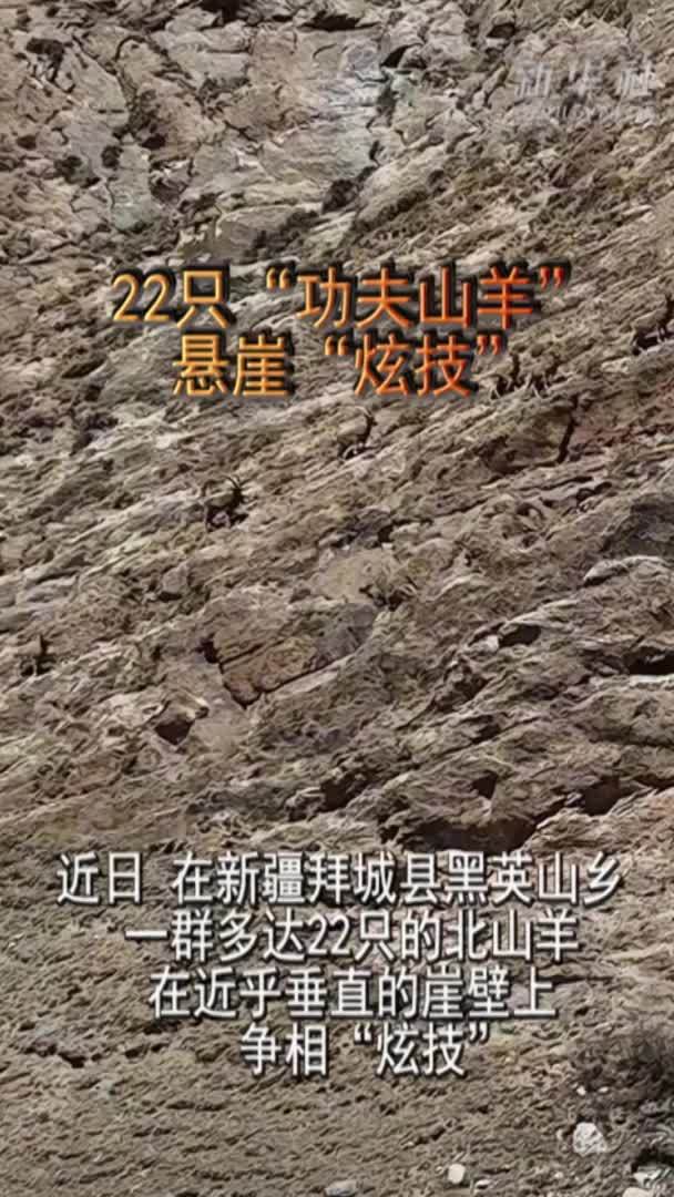 22只“功夫山羊”悬崖“炫技”