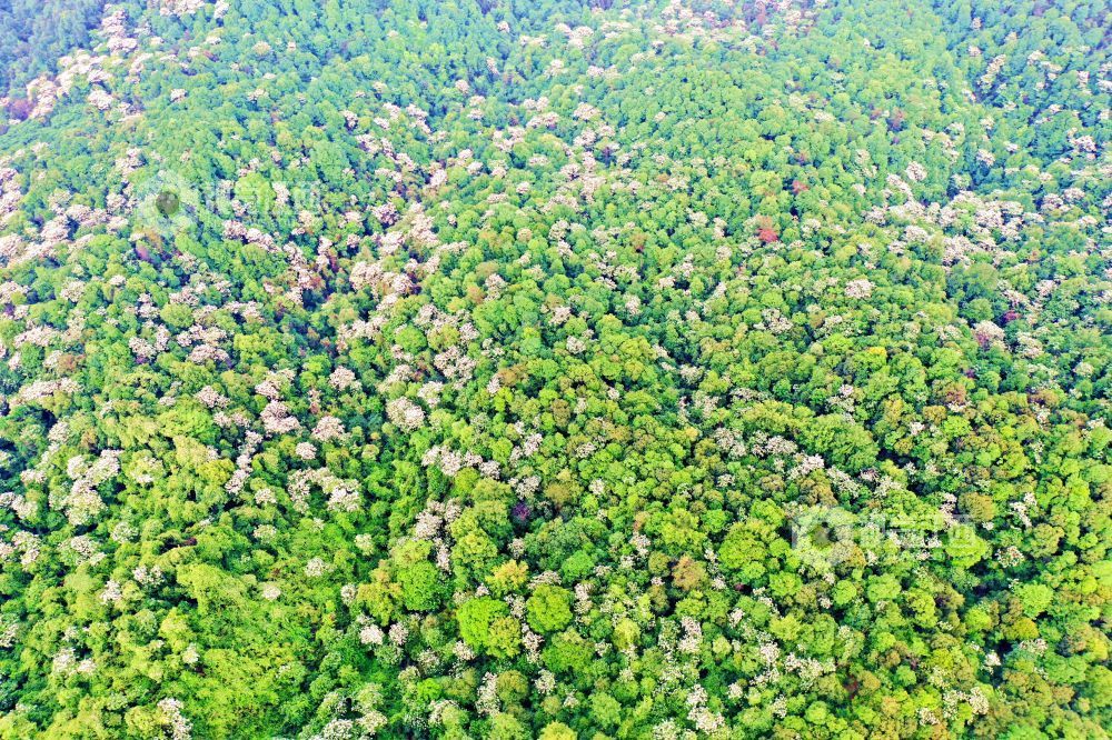 2025年5月6日，江西省吉安市峽江縣玉笥養生谷景區，漫山遍野的油桐花綻放枝頭，宛如白雪飄落在叢林間，風景美如畫。