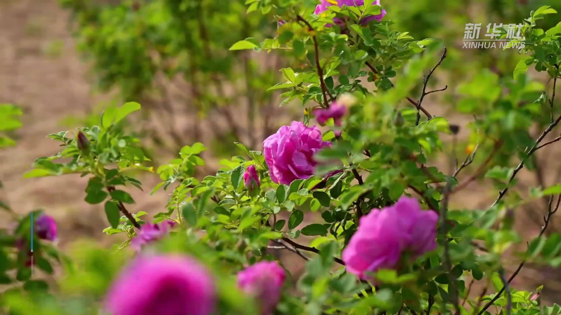 山东五莲：玫瑰花开乡村振兴路