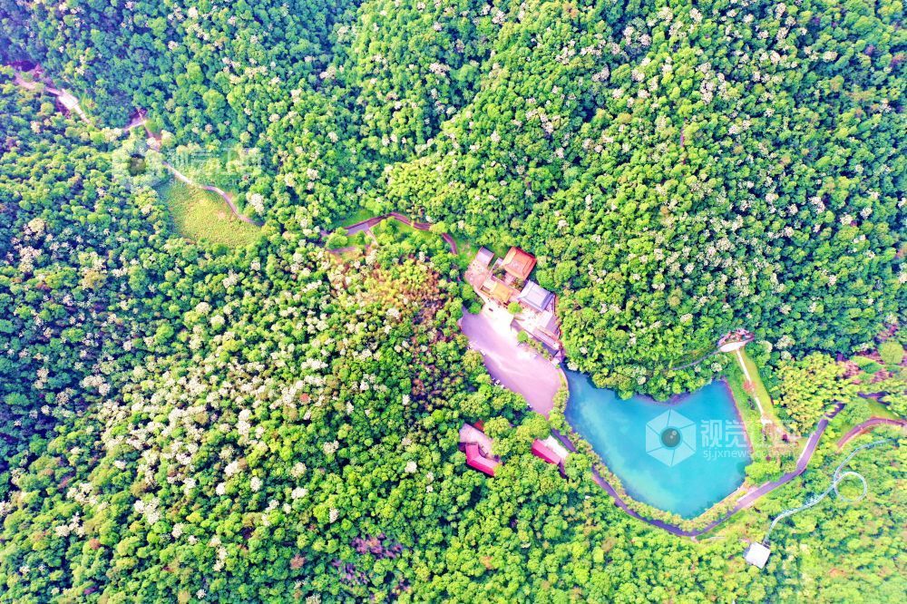 2025年5月6日，江西省吉安市峽江縣玉笥養生谷景區，漫山遍野的油桐花綻放枝頭，宛如白雪飄落在叢林間，風景美如畫。
