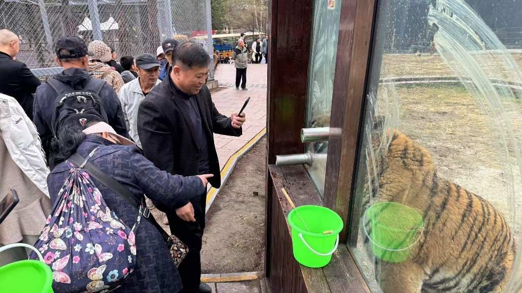 投喂东北虎