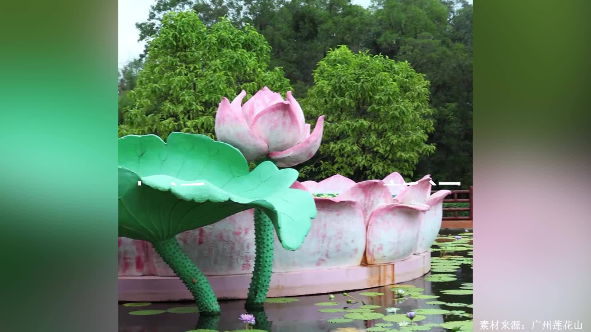 罕见，广州一景区并蒂莲与三蒂莲同时盛放