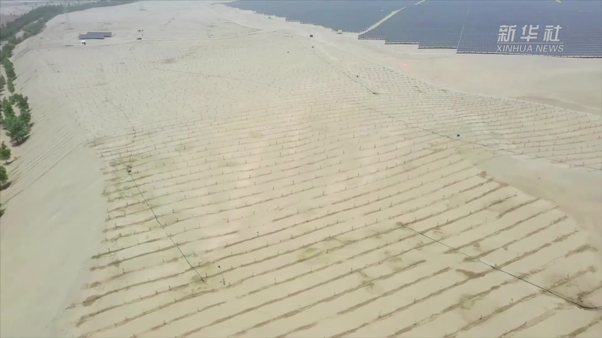 新疆和田市6300亩防沙治沙林进入验收阶段