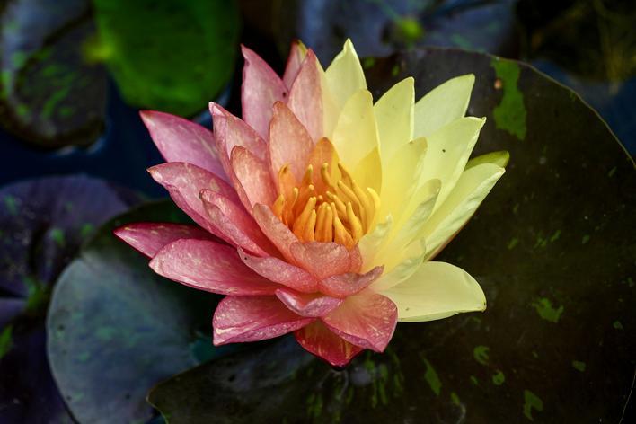 双色睡莲“万维莎” 通讯员供图