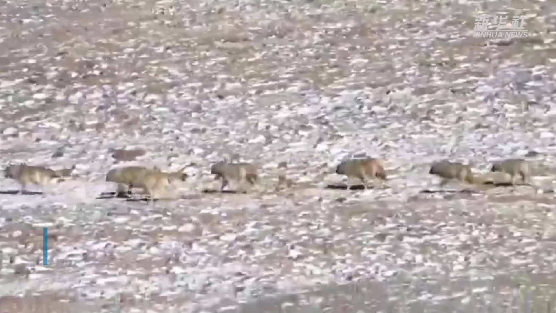 狼群现身长江源