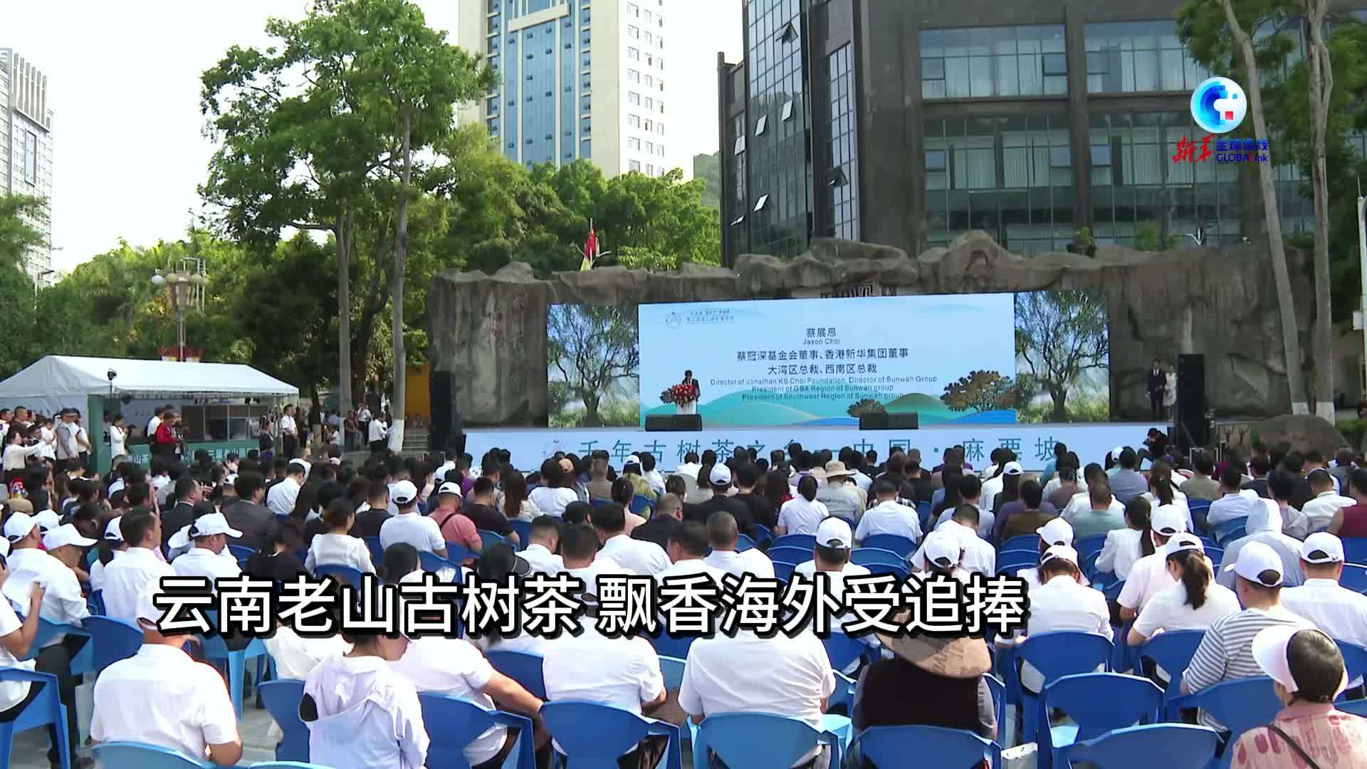 全球连线｜云南老山古树茶 飘香海外受追捧