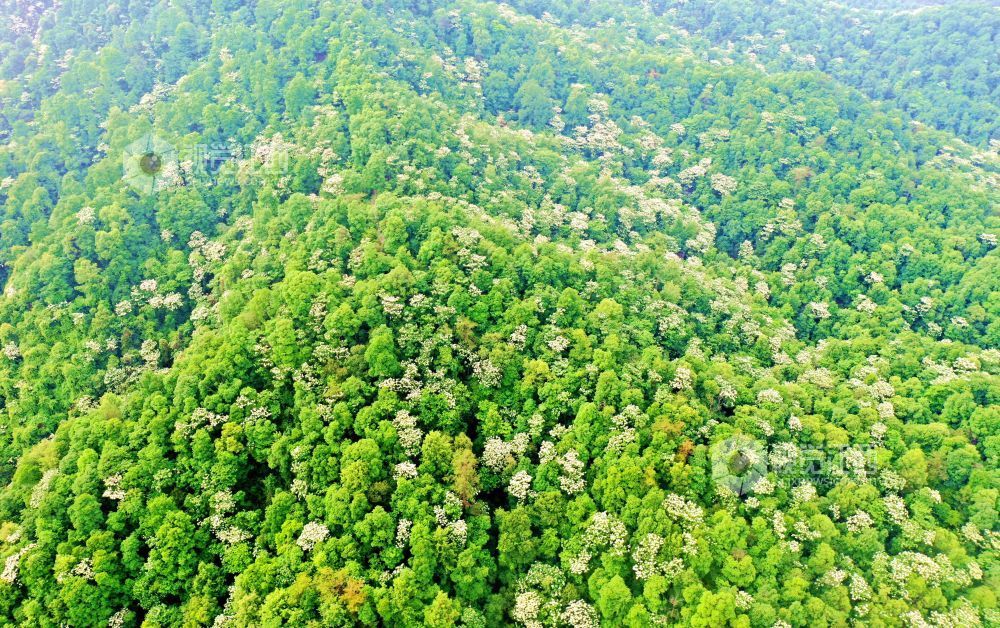 2025年5月6日，江西省吉安市峽江縣玉笥養生谷景區，漫山遍野的油桐花綻放枝頭，宛如白雪飄落在叢林間，風景美如畫。
