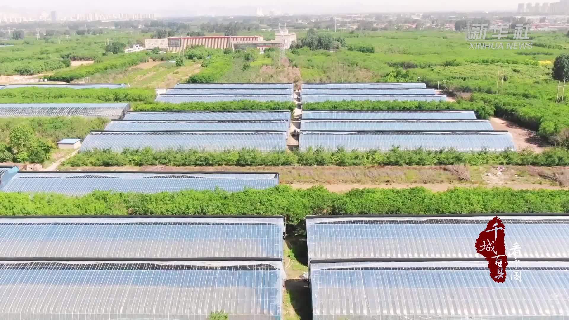 千城百县看中国｜河北竞秀：红樱映山野 捕捉丰收味