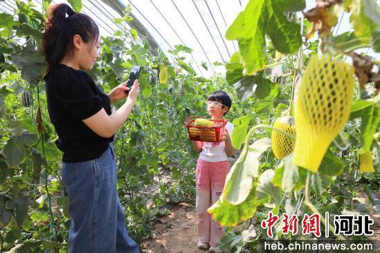 图为在南宫市段芦头镇南张庄村果蔬种植基地的温室大棚里游客正在采摘游玩。 王林 摄
