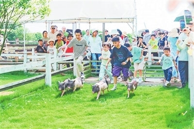 仙鳳三寶園萌寵樂(lè)園舉辦趣味活動(dòng)。本報(bào)全媒體記者 陳 璋攝