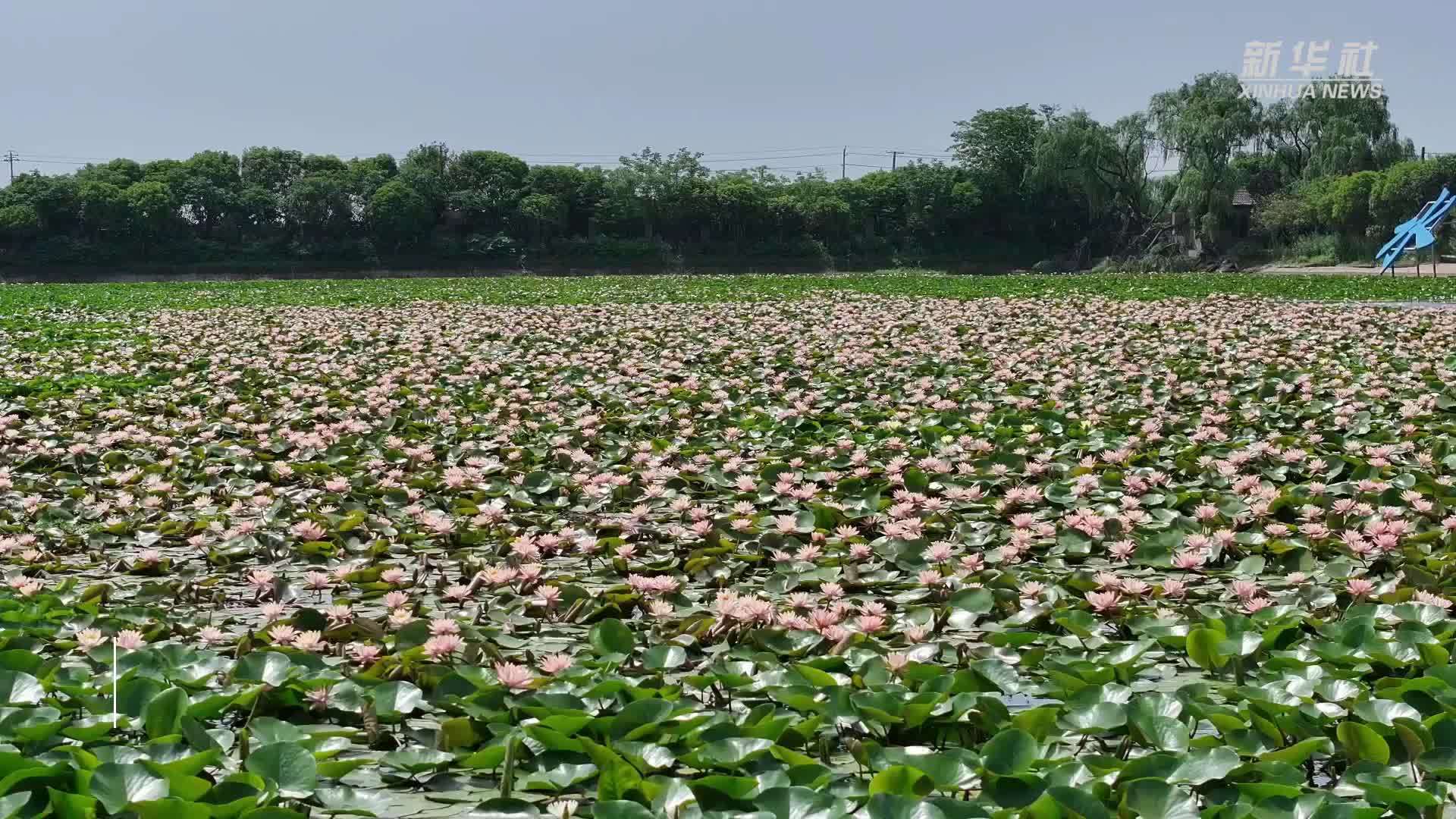 湖南大通湖：初夏睡莲绽放