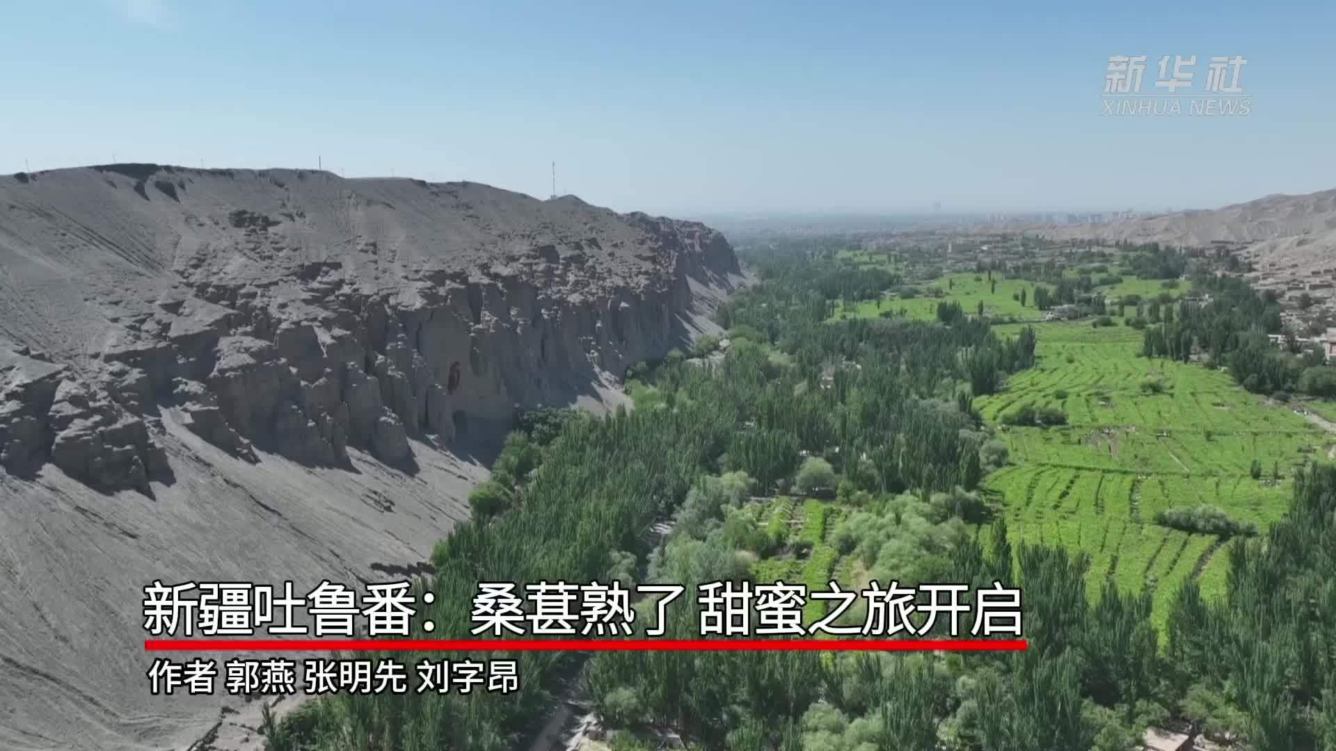 新疆吐鲁番：桑葚熟了 甜蜜之旅开启