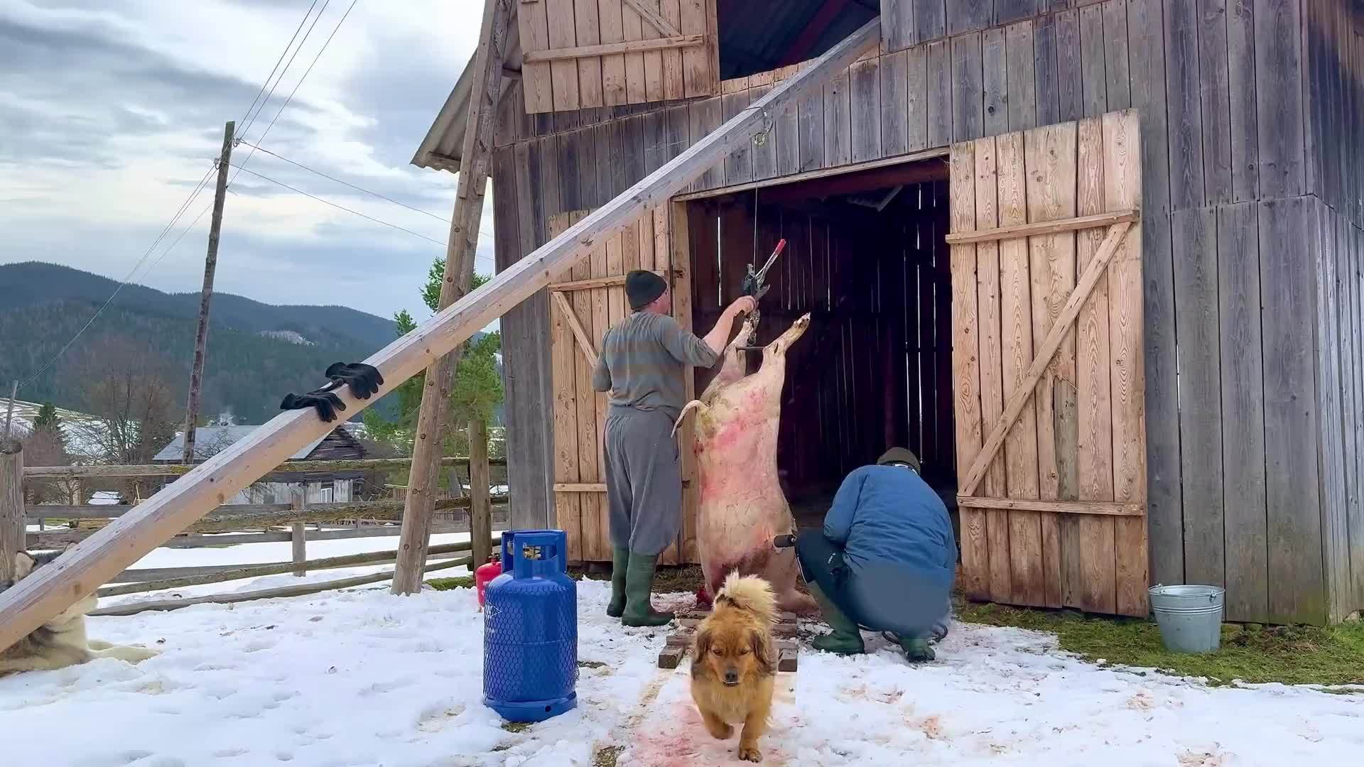 你知道欧洲人是怎么杀猪吃的吗？真的是开眼界了，与我们很大区别