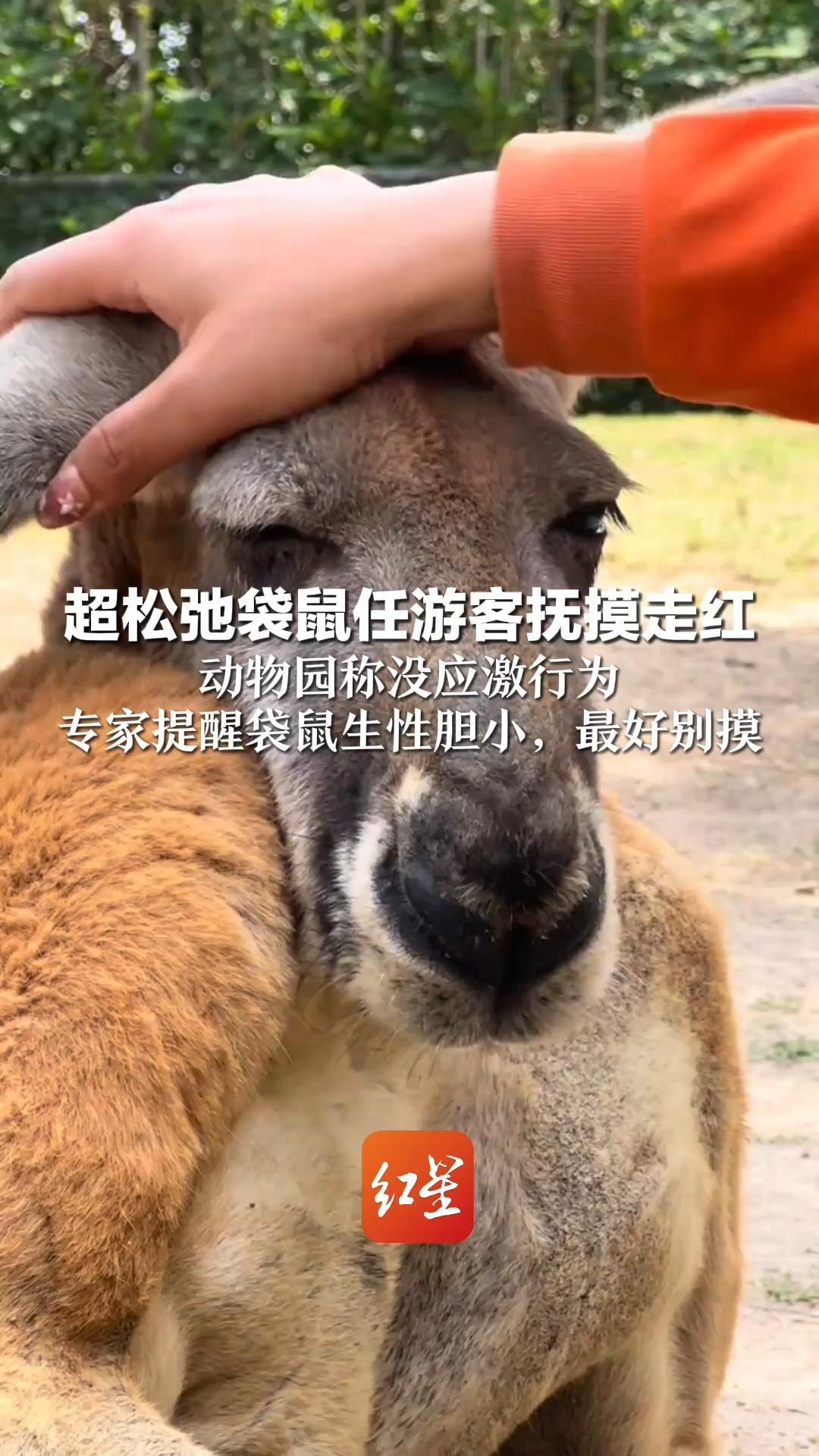 超松弛袋鼠任游客抚摸走红   动物园称没应激行为 专家提醒袋鼠生性胆小，最好别摸