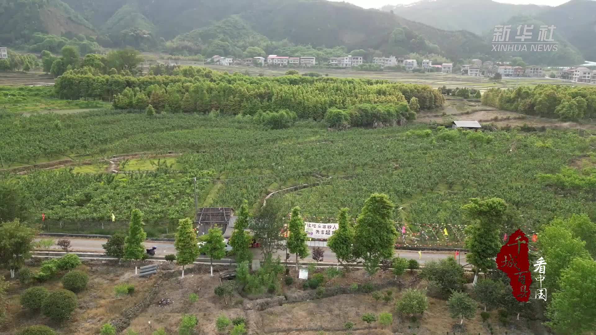 千城百县看中国｜湖南祁阳：桑葚缀满枝 品出初夏味