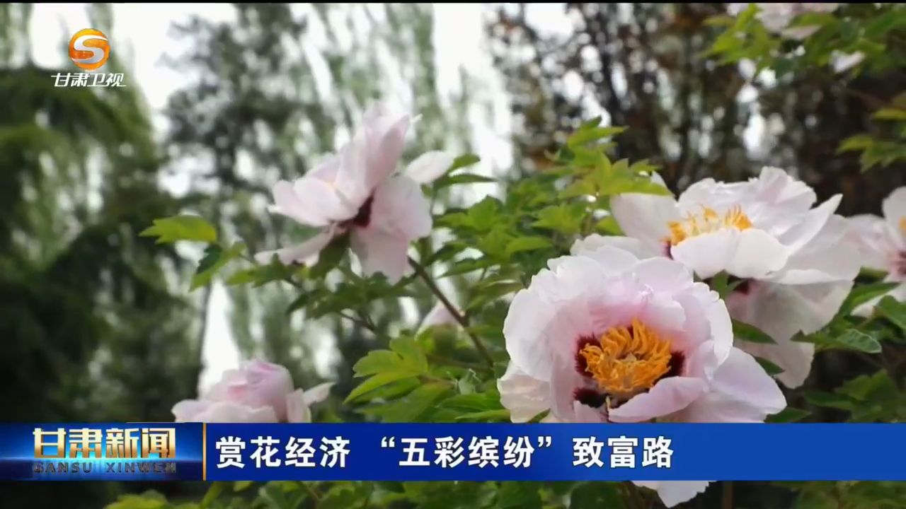 甘肃开启花季限定模式　解锁五彩缤纷流量密码