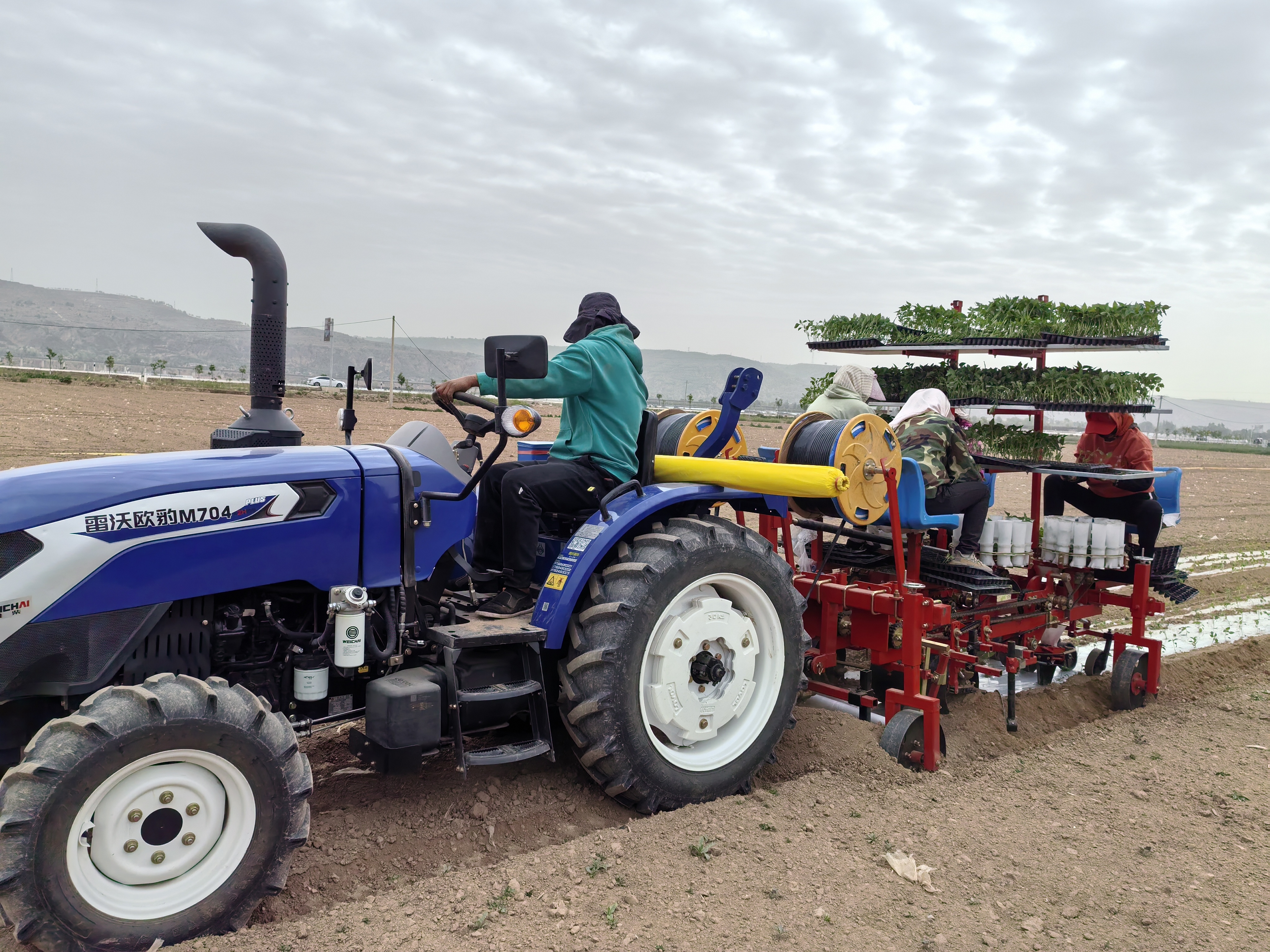 图2 智慧农机将辣椒苗精准移栽入田.jpg